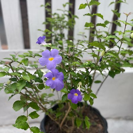 Moukdavan Guesthouse 琅勃拉邦 外观 照片