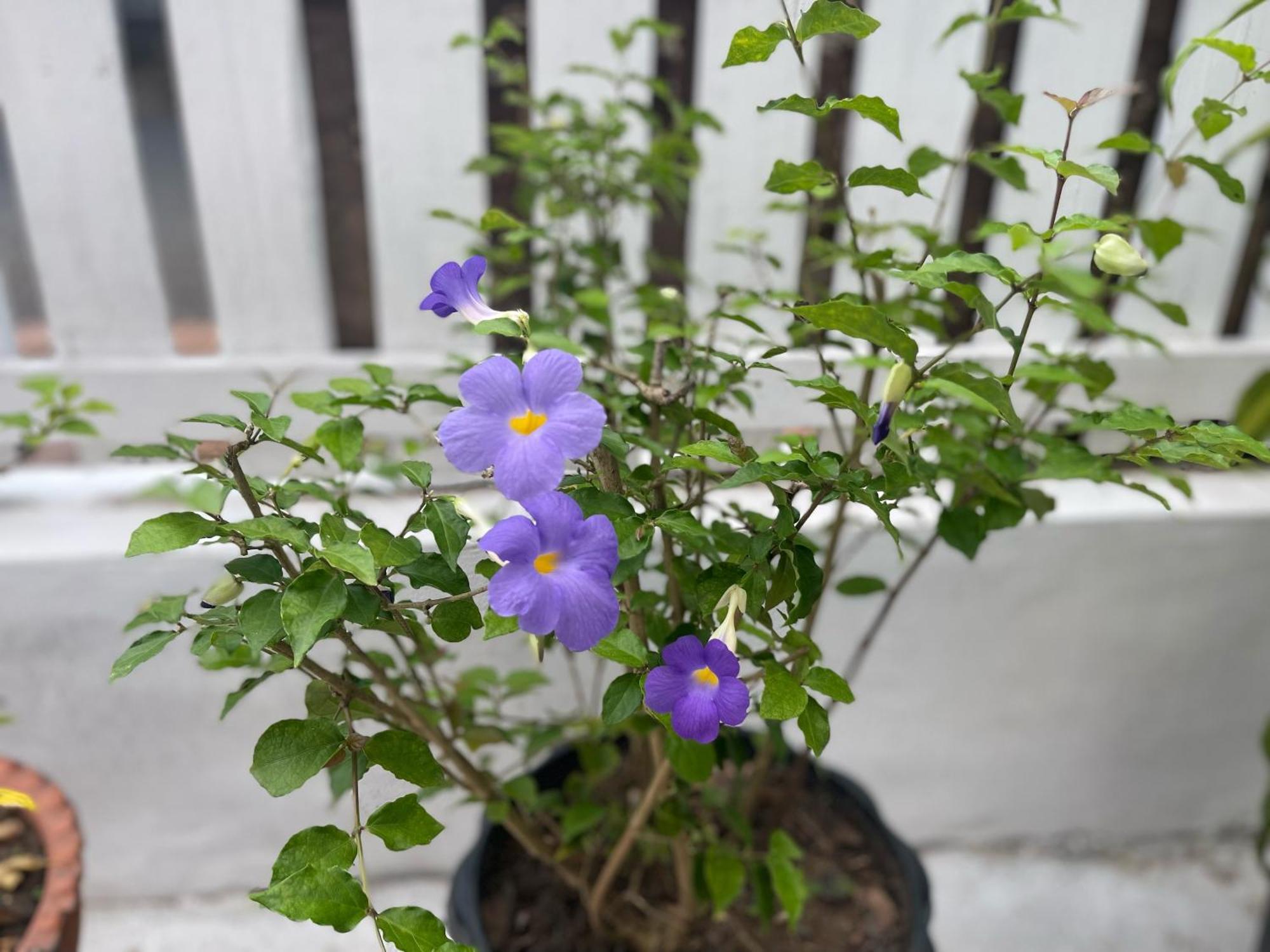 Moukdavan Guesthouse 琅勃拉邦 外观 照片